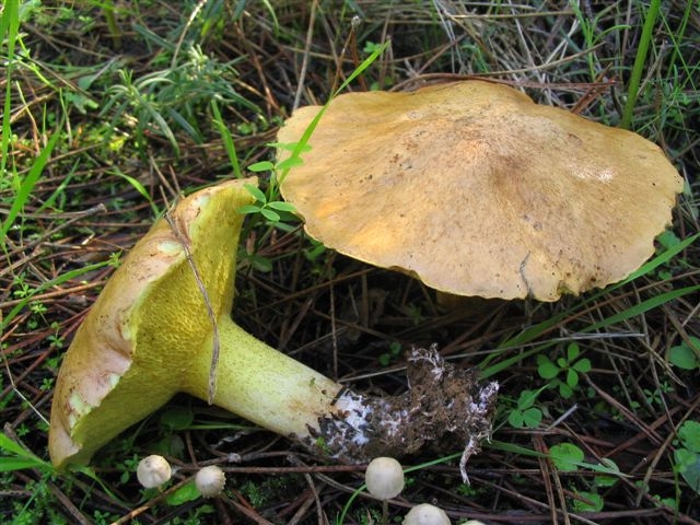 Suillus collinitus e Suilus sp.
